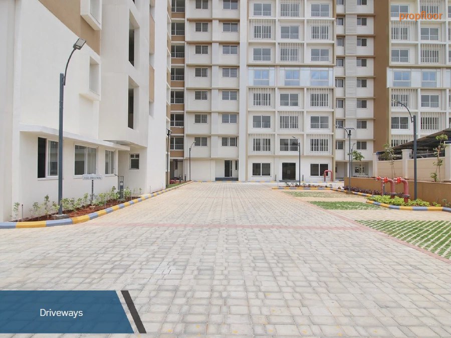 Gallery image 1 for Purva Sunflower